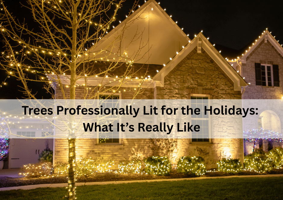 Trees Professionally Lit for the Holidays in Indianapolis